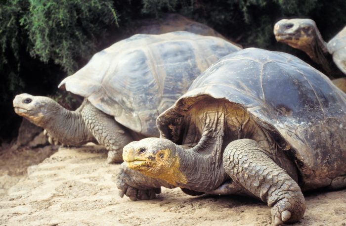 Giant tortoise, Galapagos Islands, Ecuador Giant tortoises (Geochelone elephantopus) at Charles Darwin Research Station on Santa Cruz, Galapagos Islands, Ecuador