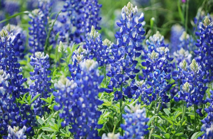 Blue Bonnets Blue Bonnets