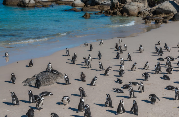 Pinguin Colony in South Africa Pinguin Colony in South Africa