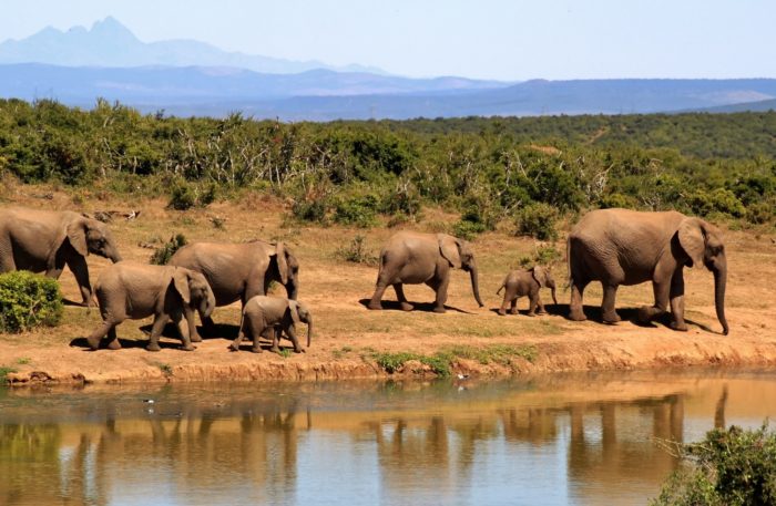 africa-african-animals-59989 africa-african-animals-59989