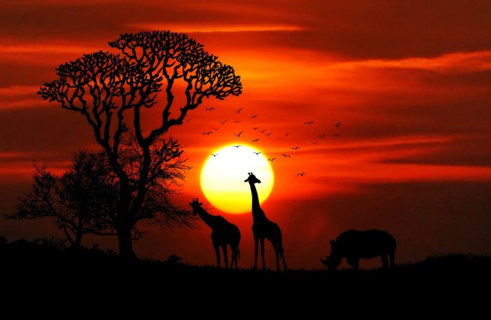 africa-animal-animals-417142 africa-animal-animals-417142