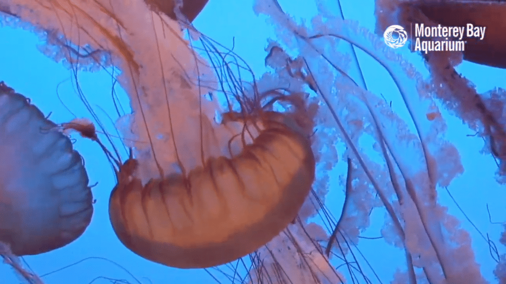 Screen Shot 2020-03-16 at 3.51.18 PM