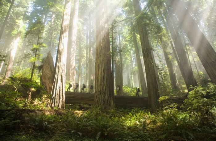 (CA-Sequoia National Park)getty-images-3MW8FaH2vWU-unsplash (CA-Sequoia National Park)getty-images-3MW8FaH2vWU-unsplash