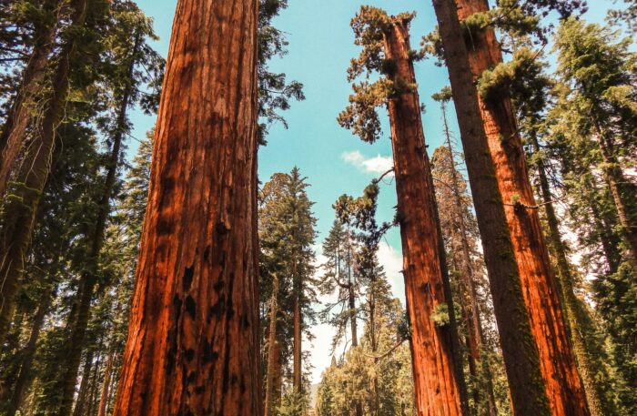 (CA-Sequoia National Park)sarah-brown-VvLtsgFo2Ss-unsplash (CA-Sequoia National Park)sarah-brown-VvLtsgFo2Ss-unsplash