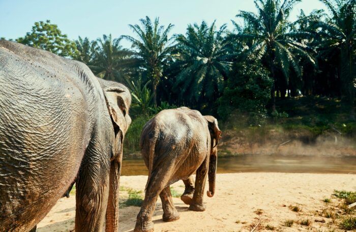 (Thailand - Chiang Mai - elephant sanctuary)getty-images-zR3tHP_HcRc-unsplash (Thailand - Chiang Mai - elephant sanctuary)getty-images-zR3tHP_HcRc-unsplash